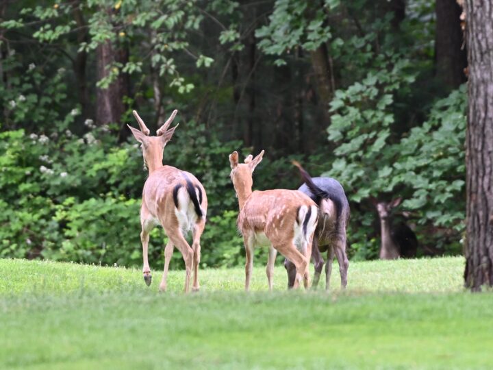 Campi da golf e natura, un matrimonio che si può fare
